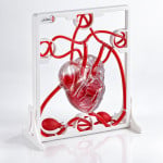 Pumping Heart Model